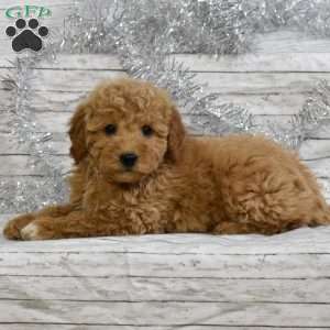 Snowflake, Mini Goldendoodle Puppy